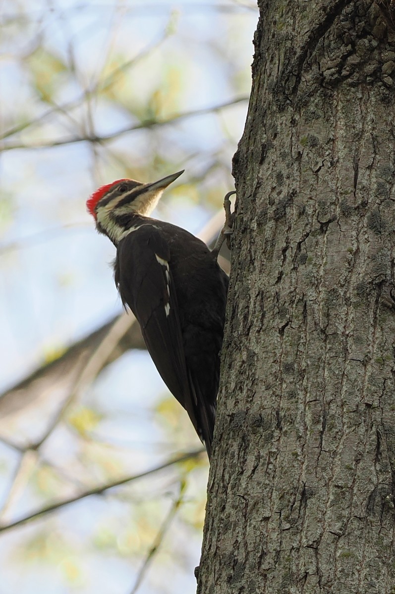 Pileated Woodpecker - ML618006311