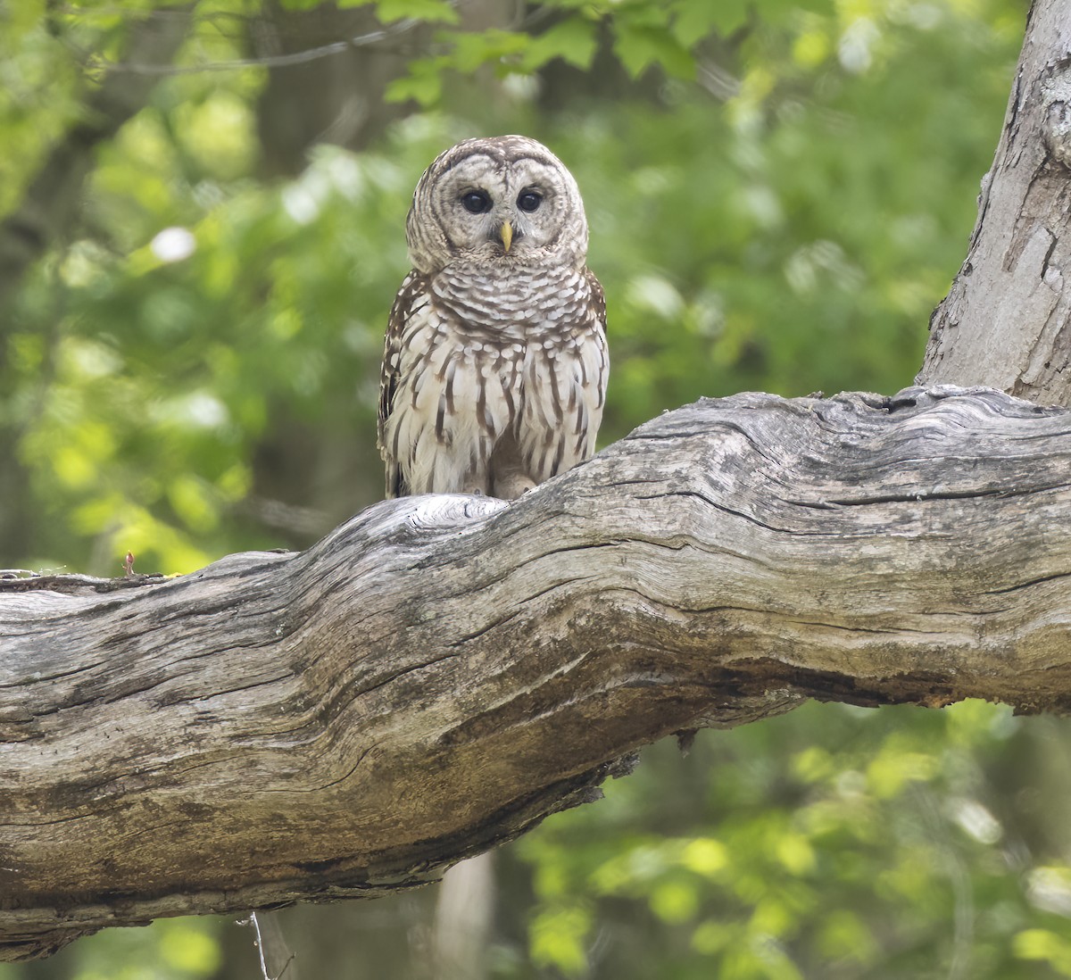 Barred Owl - Iris Kilpatrick