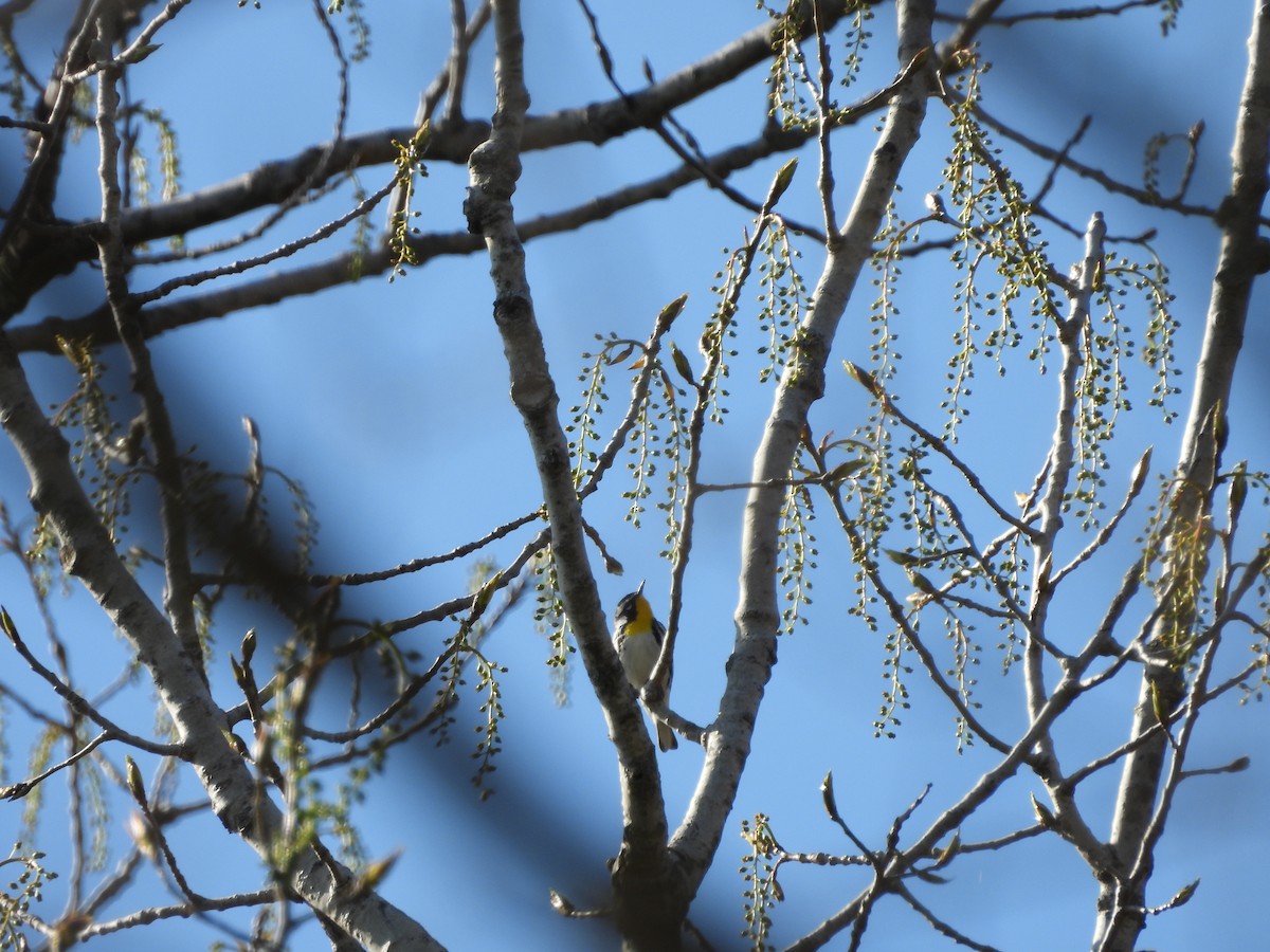 Yellow-throated Warbler - Luke Donahue