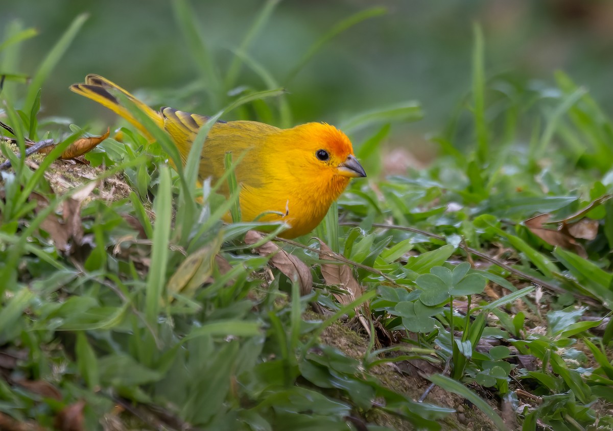 Saffron Finch (Saffron) - Lars Petersson | My World of Bird Photography