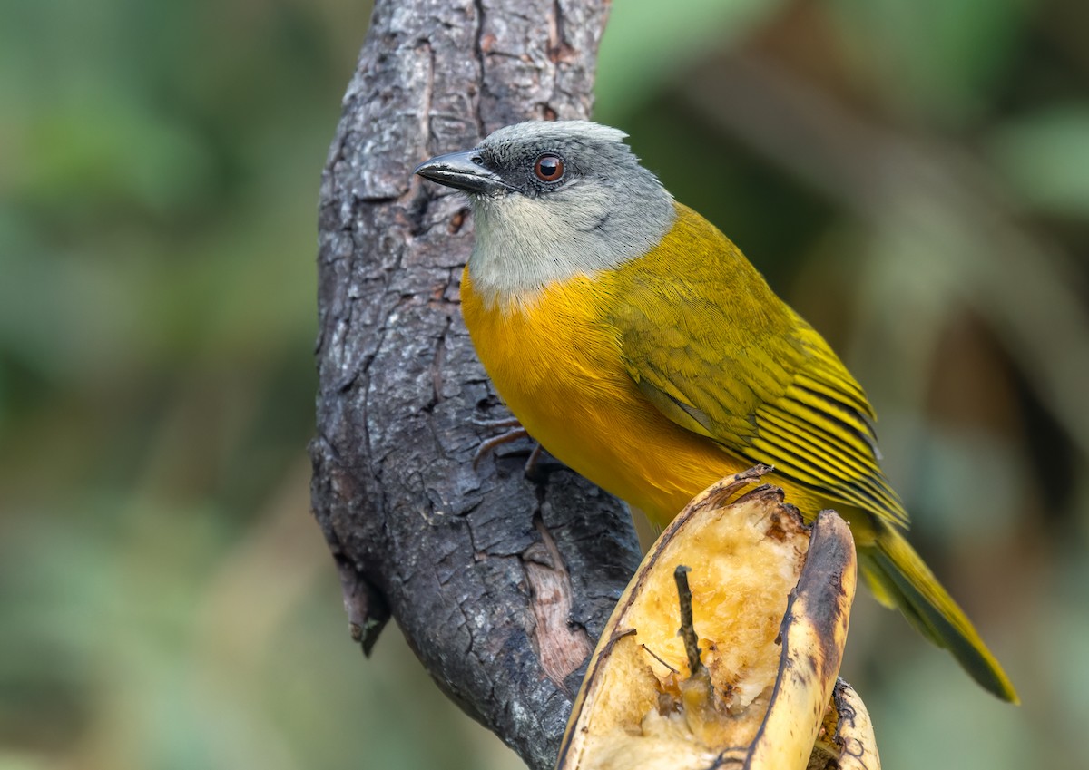 Gray-headed Tanager (Gray-crested) - ML618006392