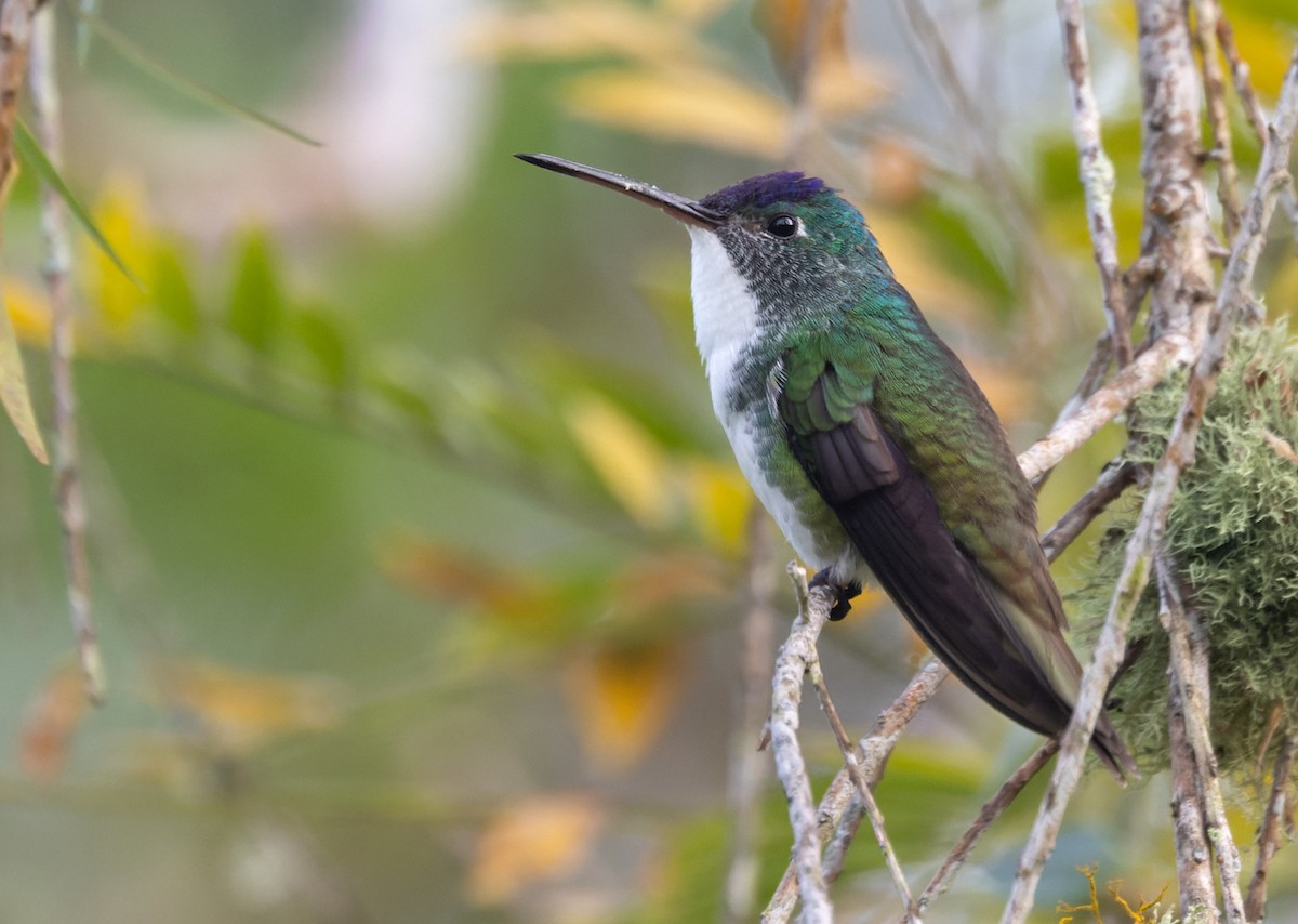 Andean Emerald - Lars Petersson | My World of Bird Photography