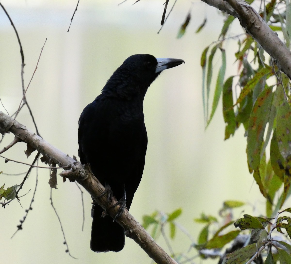 Black Butcherbird - Ian Starling