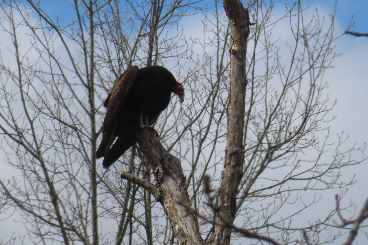 Turkey Vulture - Margaret Higbee