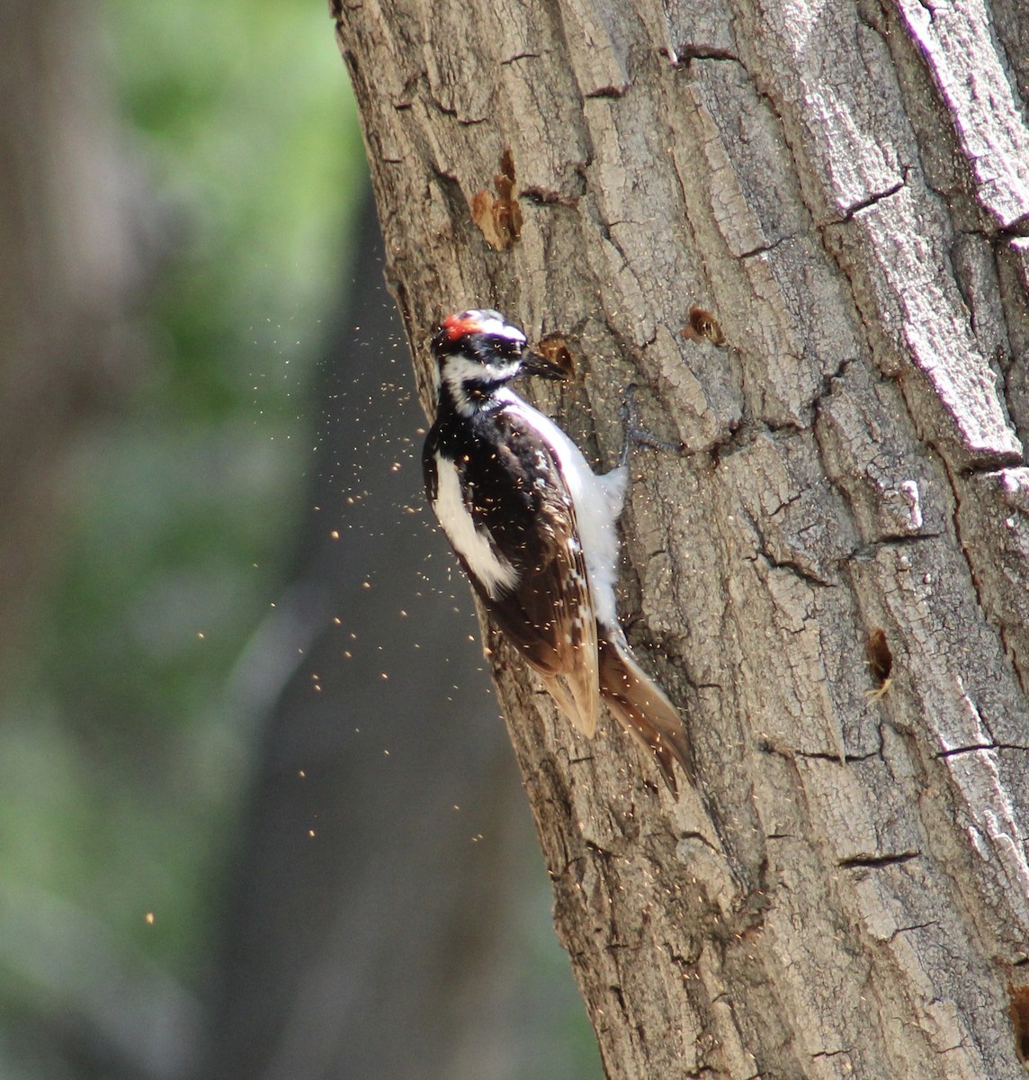 Hairy Woodpecker - ML618006436