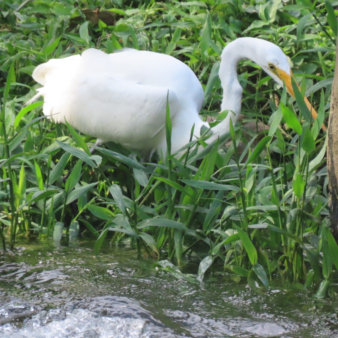 Great Egret - Liliam Voltas