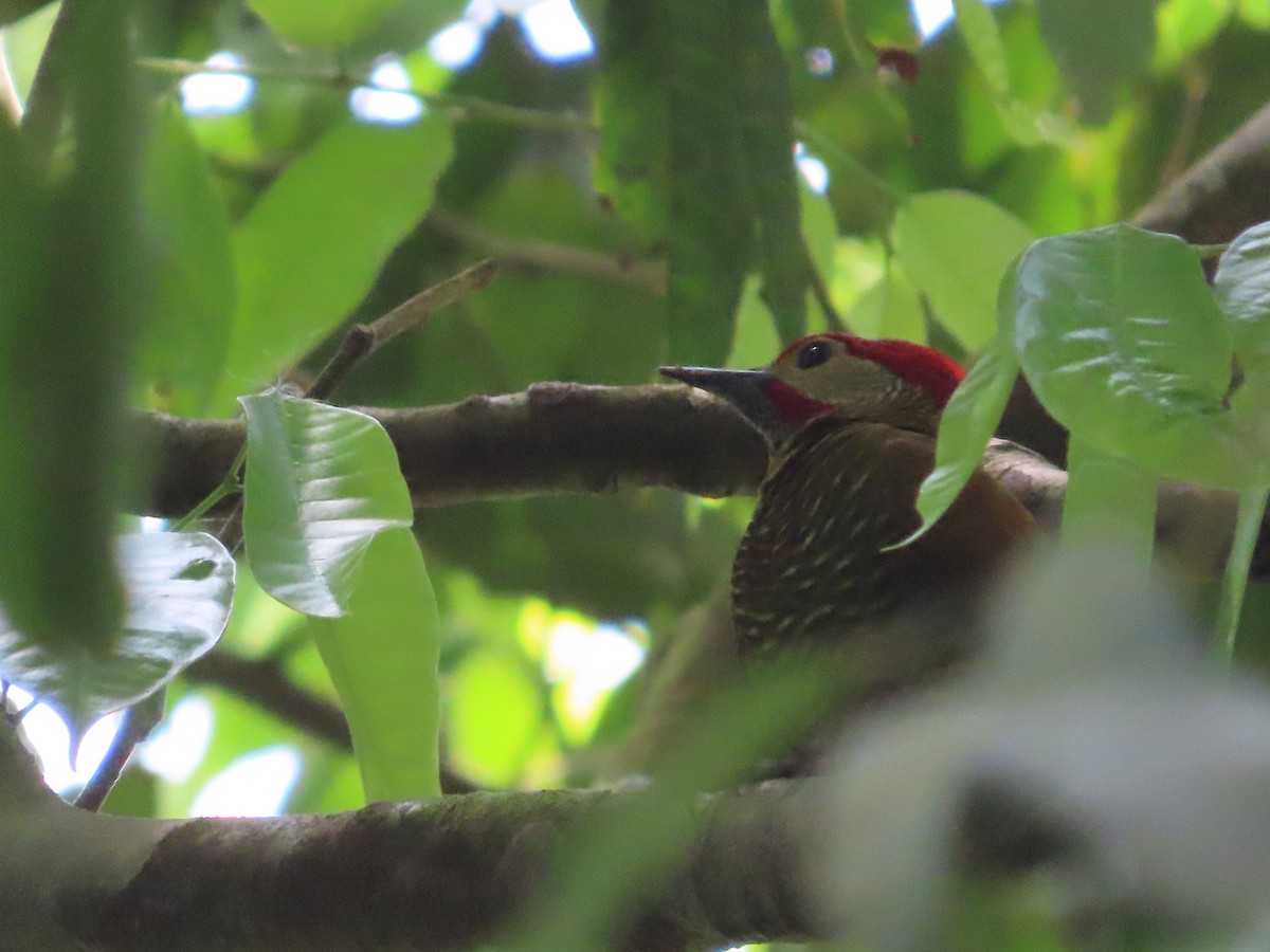 Golden-olive Woodpecker - ML618006471