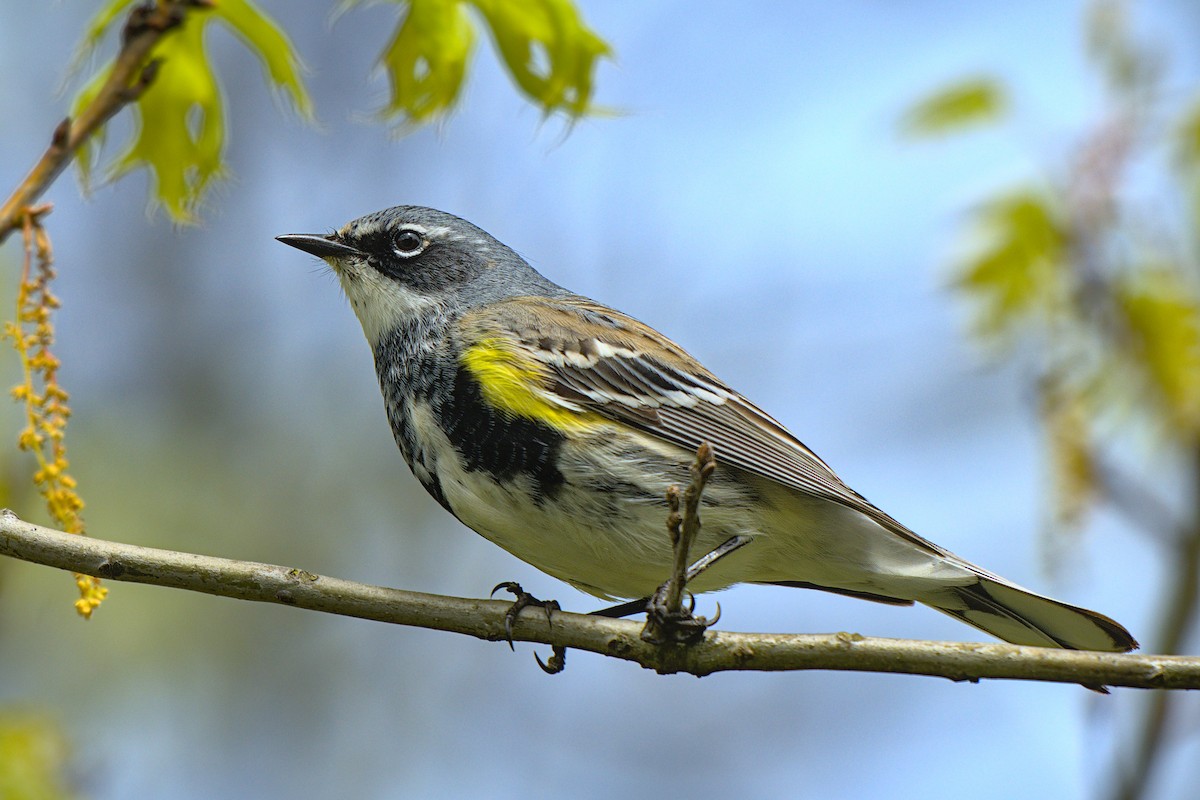 Yellow-rumped Warbler - Bartholomew Birdee