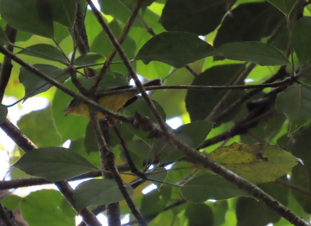 Golden-crowned Warbler - ML618006476