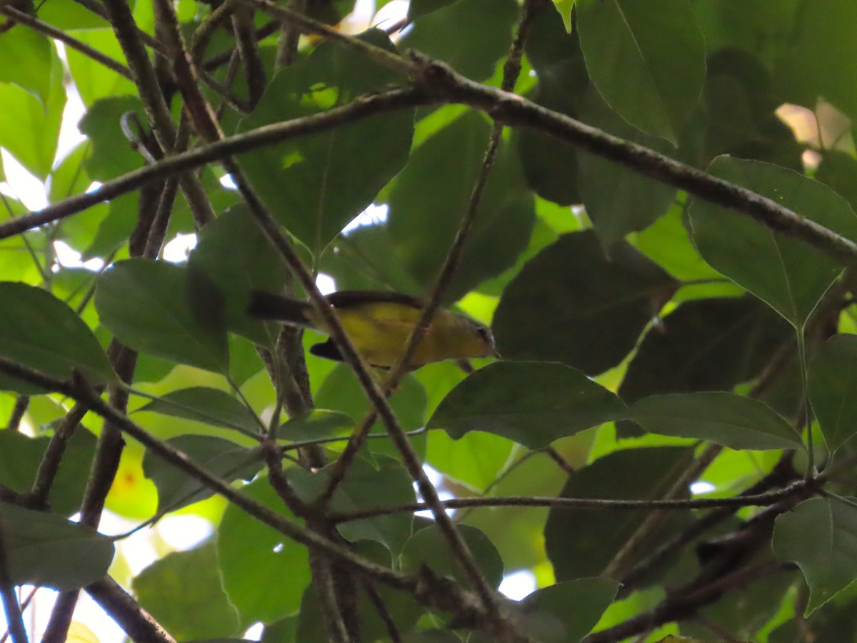 Golden-crowned Warbler - ML618006478