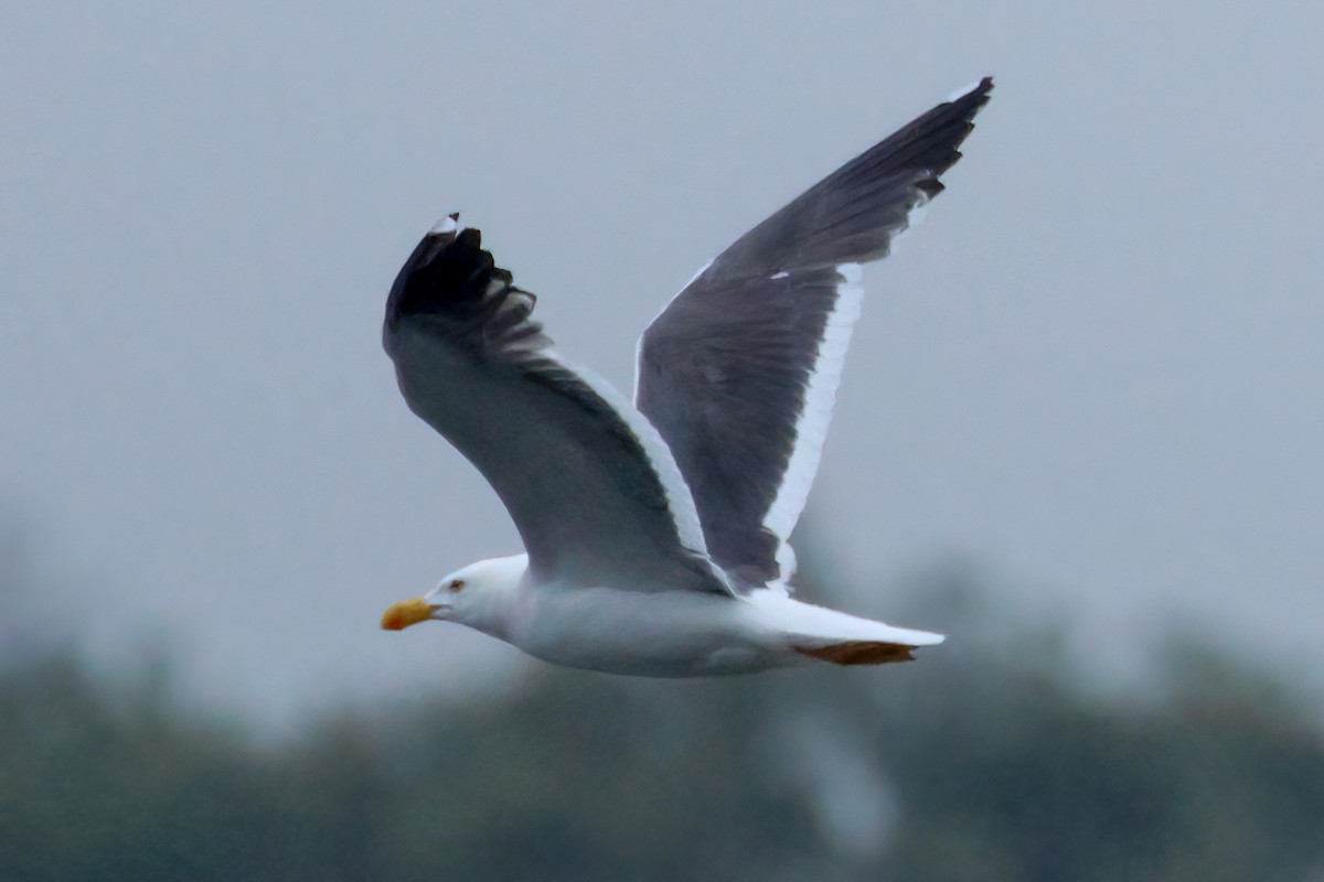 Yellow-footed Gull - Becca Cockrum