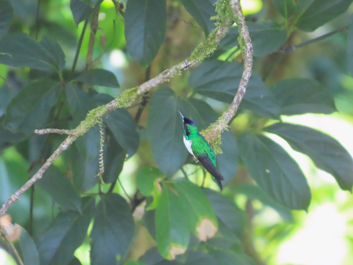kolibřík purpurovohlavý - ML618006510