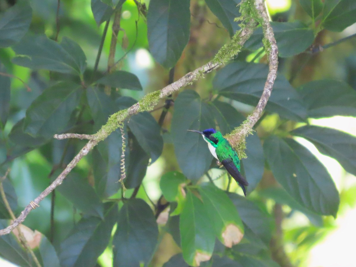 kolibřík purpurovohlavý - ML618006512