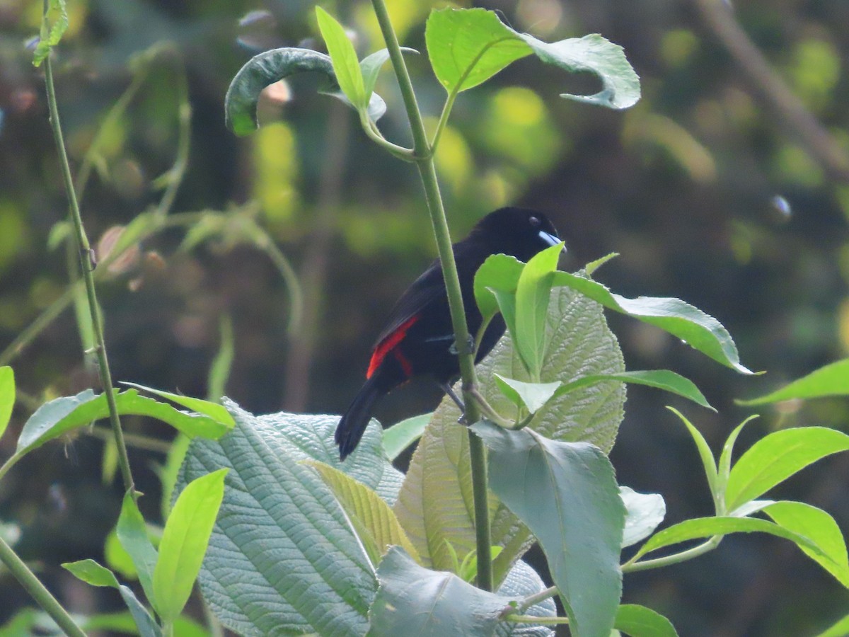 Scarlet-rumped Tanager - ML618006522