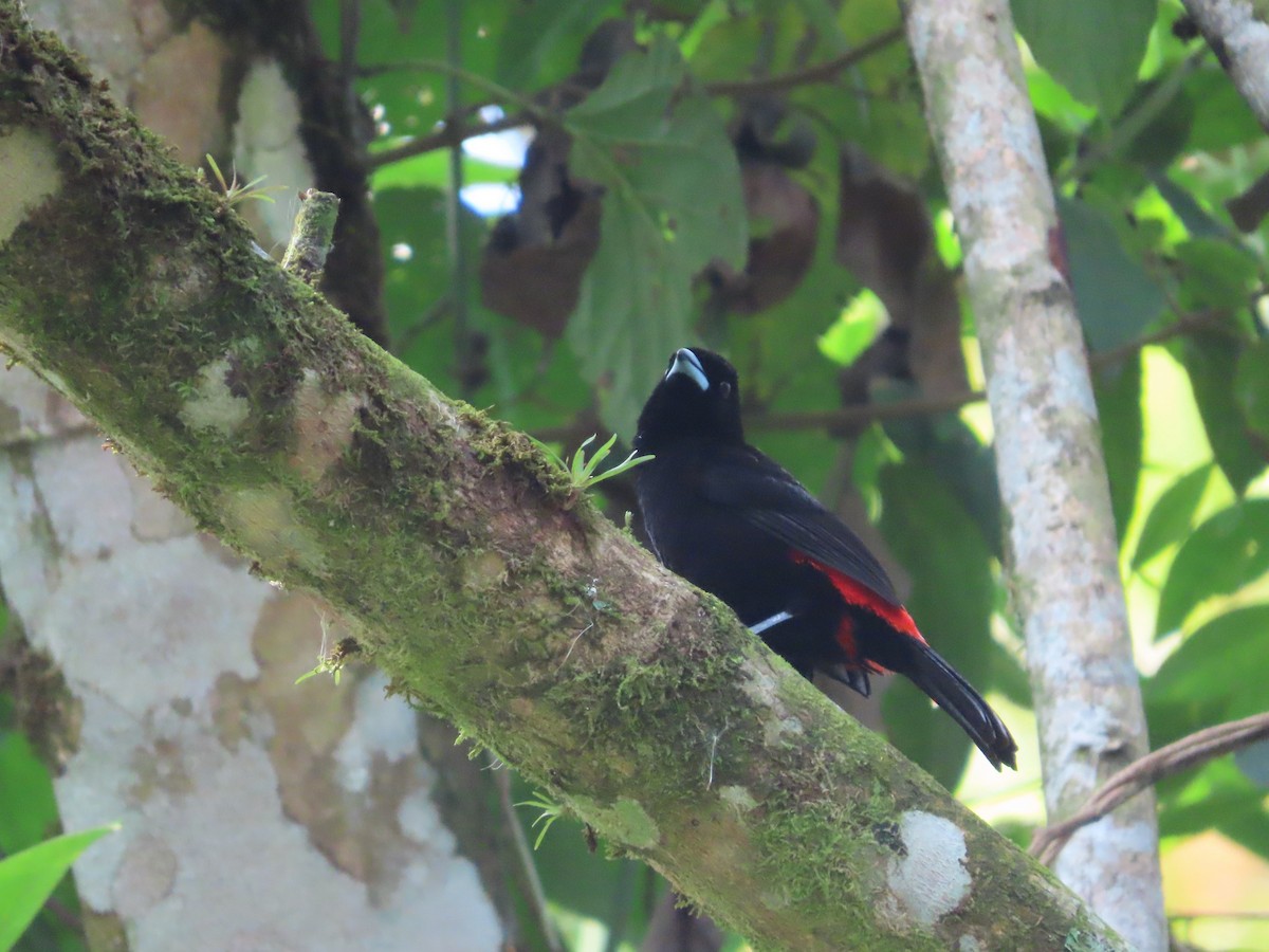 Scarlet-rumped Tanager - ML618006525