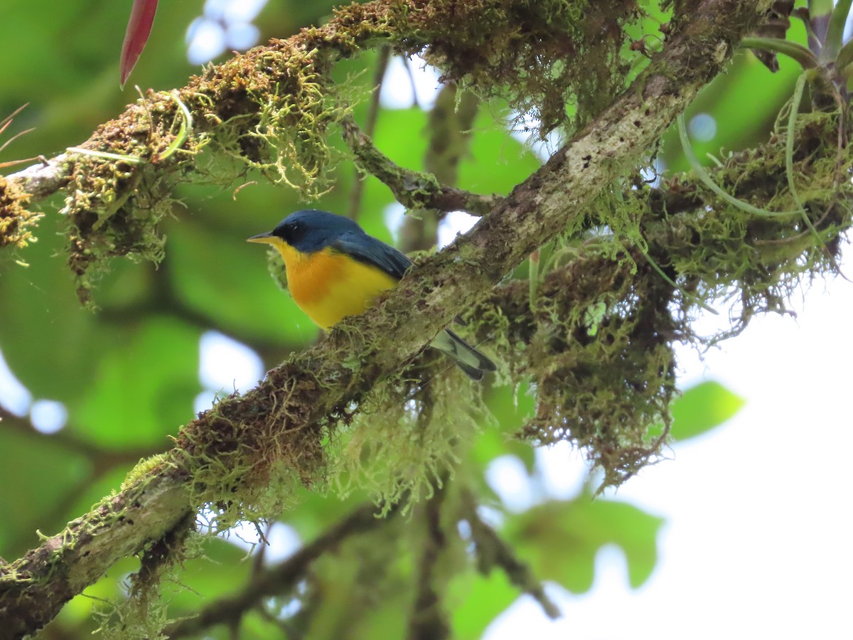 Tropical Parula - Michelle Browning