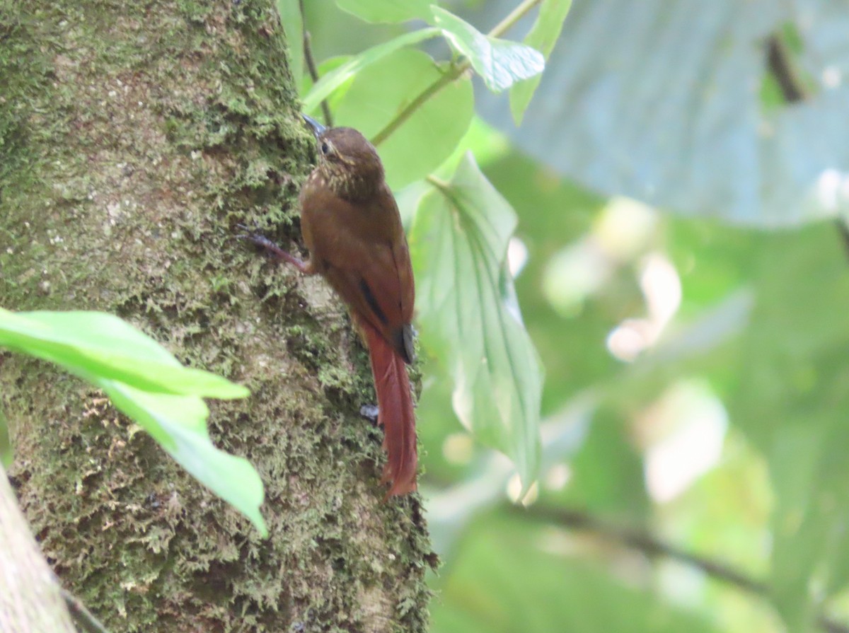 Wedge-billed Woodcreeper - Michelle Browning