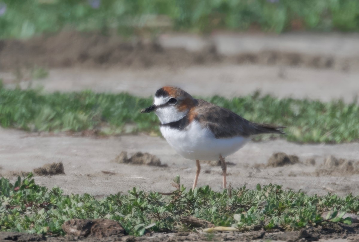 Collared Plover - ML618006574