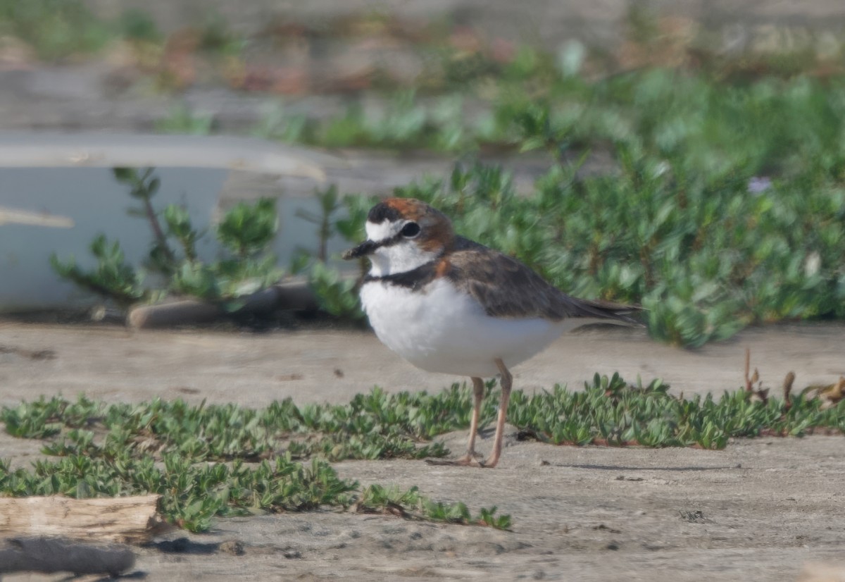 Collared Plover - ML618006575