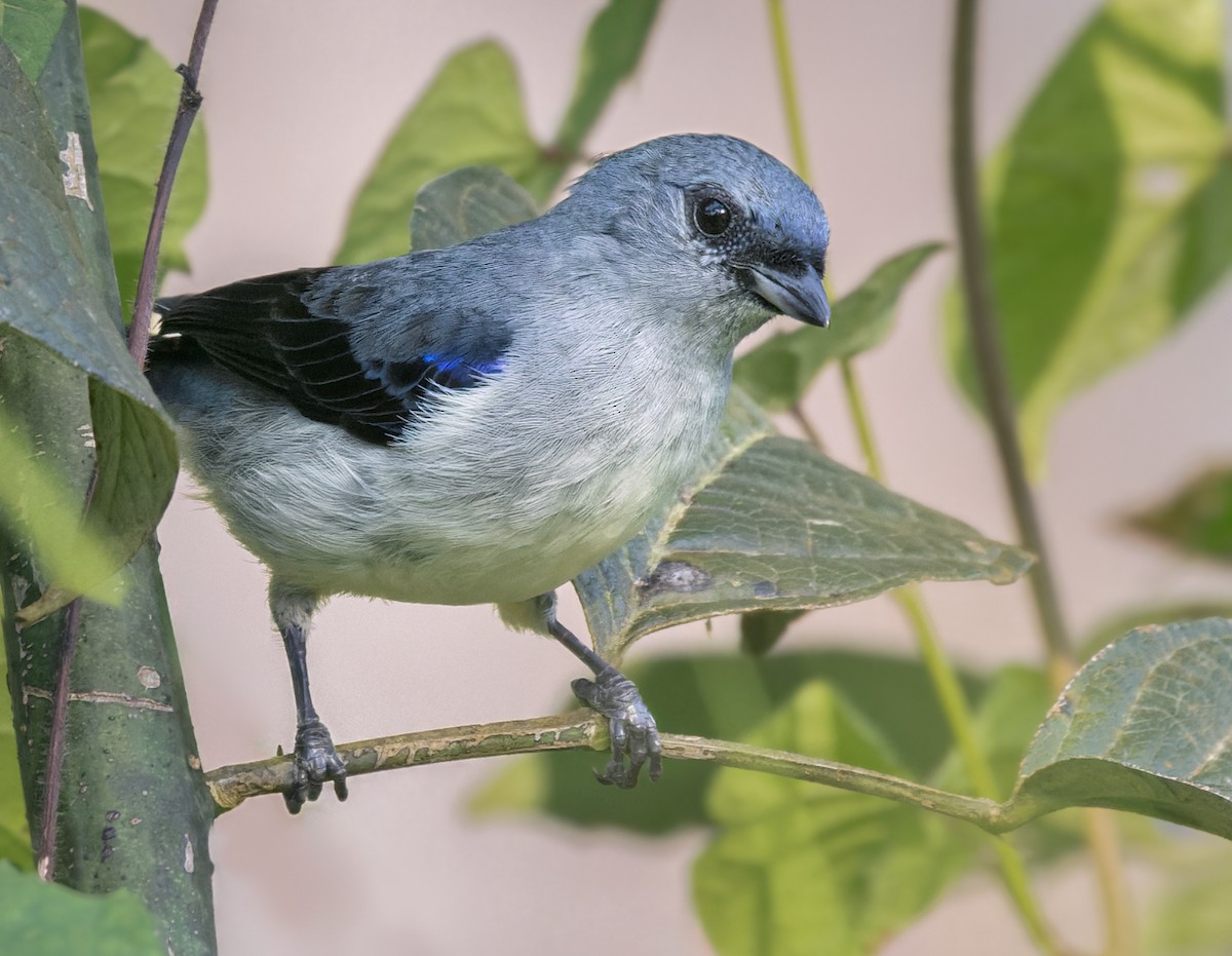 Plain-colored Tanager - Lars Petersson | My World of Bird Photography