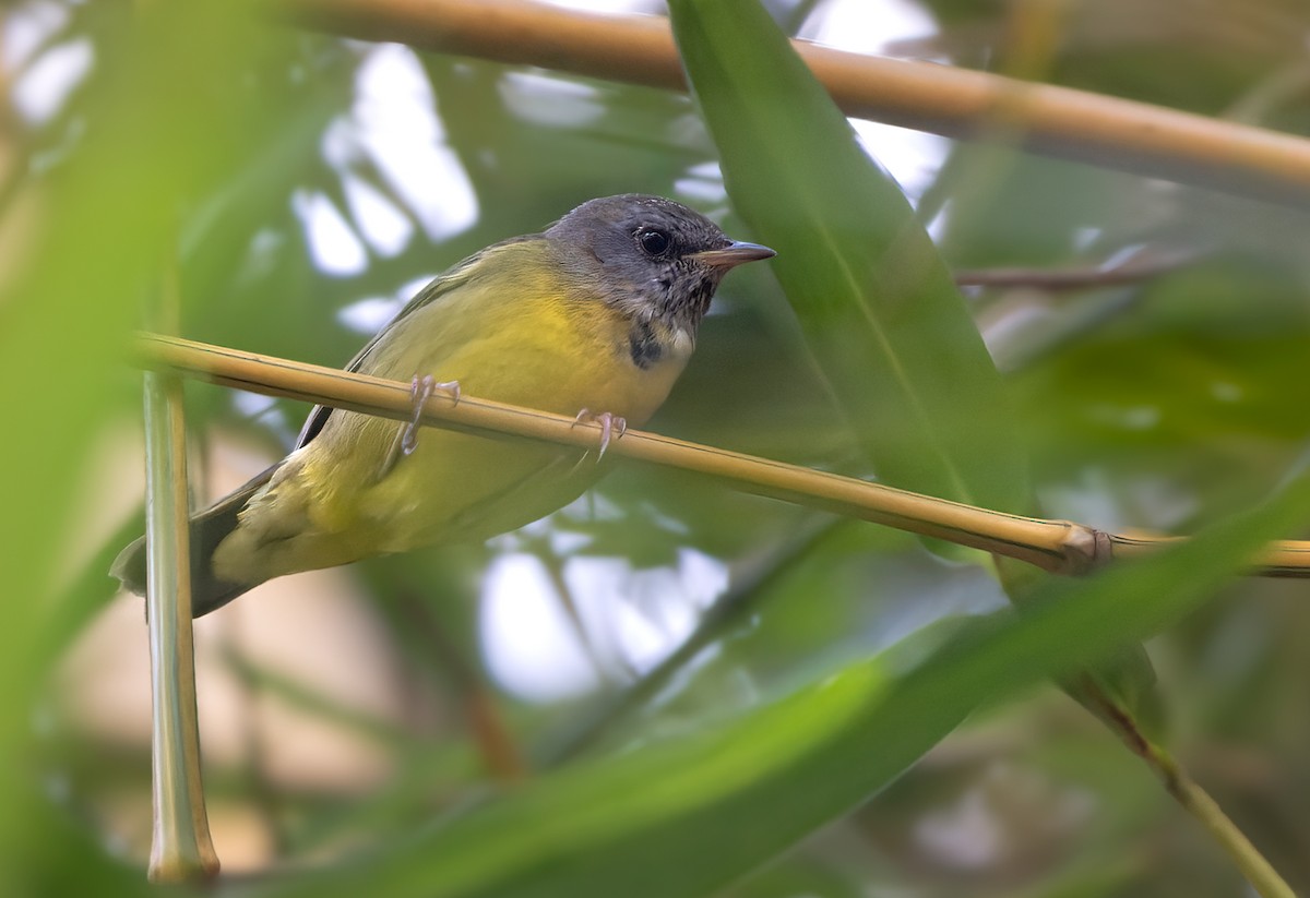Mourning Warbler - Lars Petersson | My World of Bird Photography