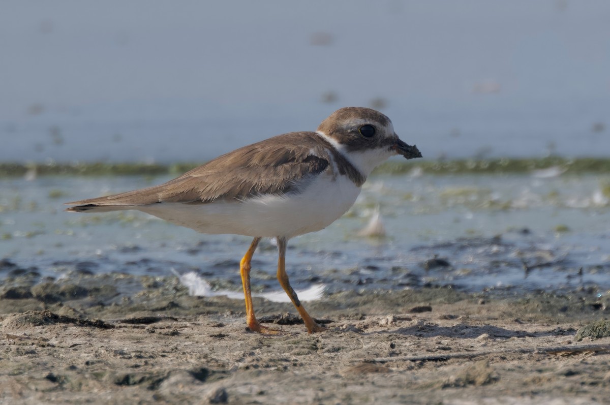 Semipalmated Plover - ML618006599