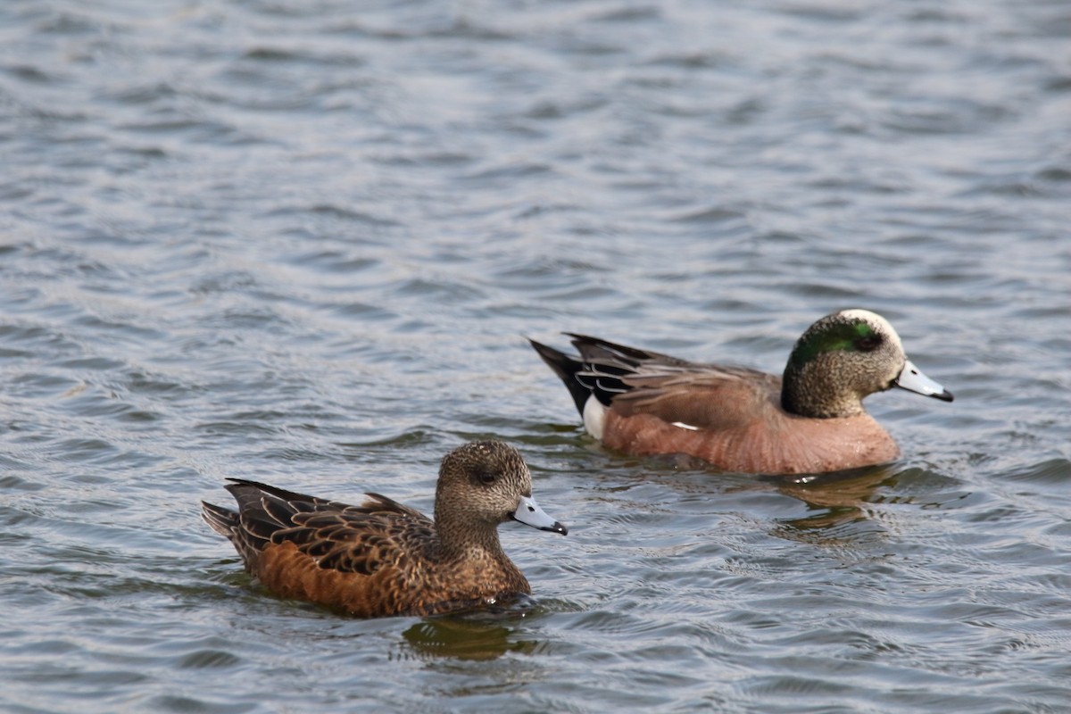 American Wigeon - Maggie P