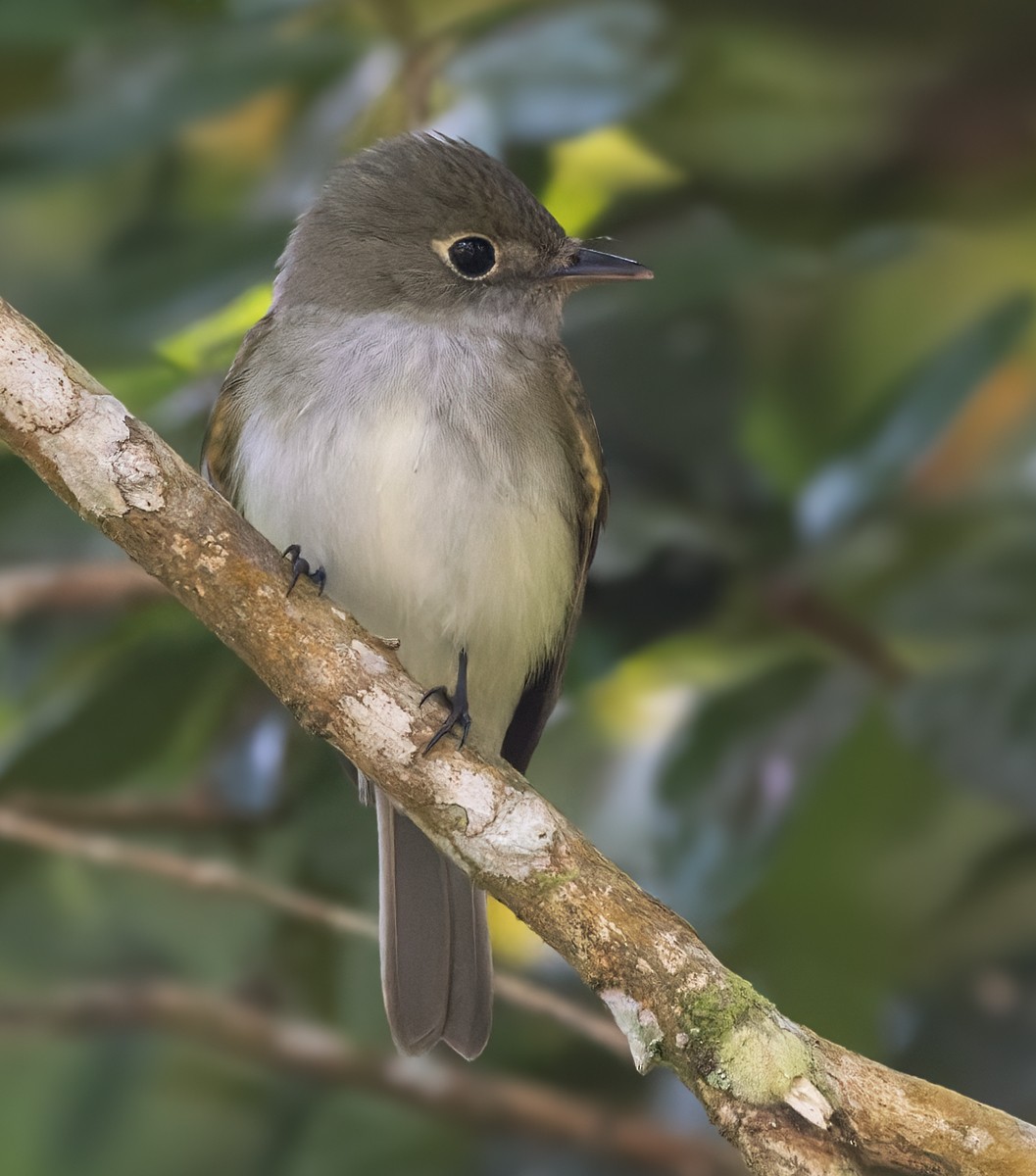 Acadian Flycatcher - Lars Petersson | My World of Bird Photography