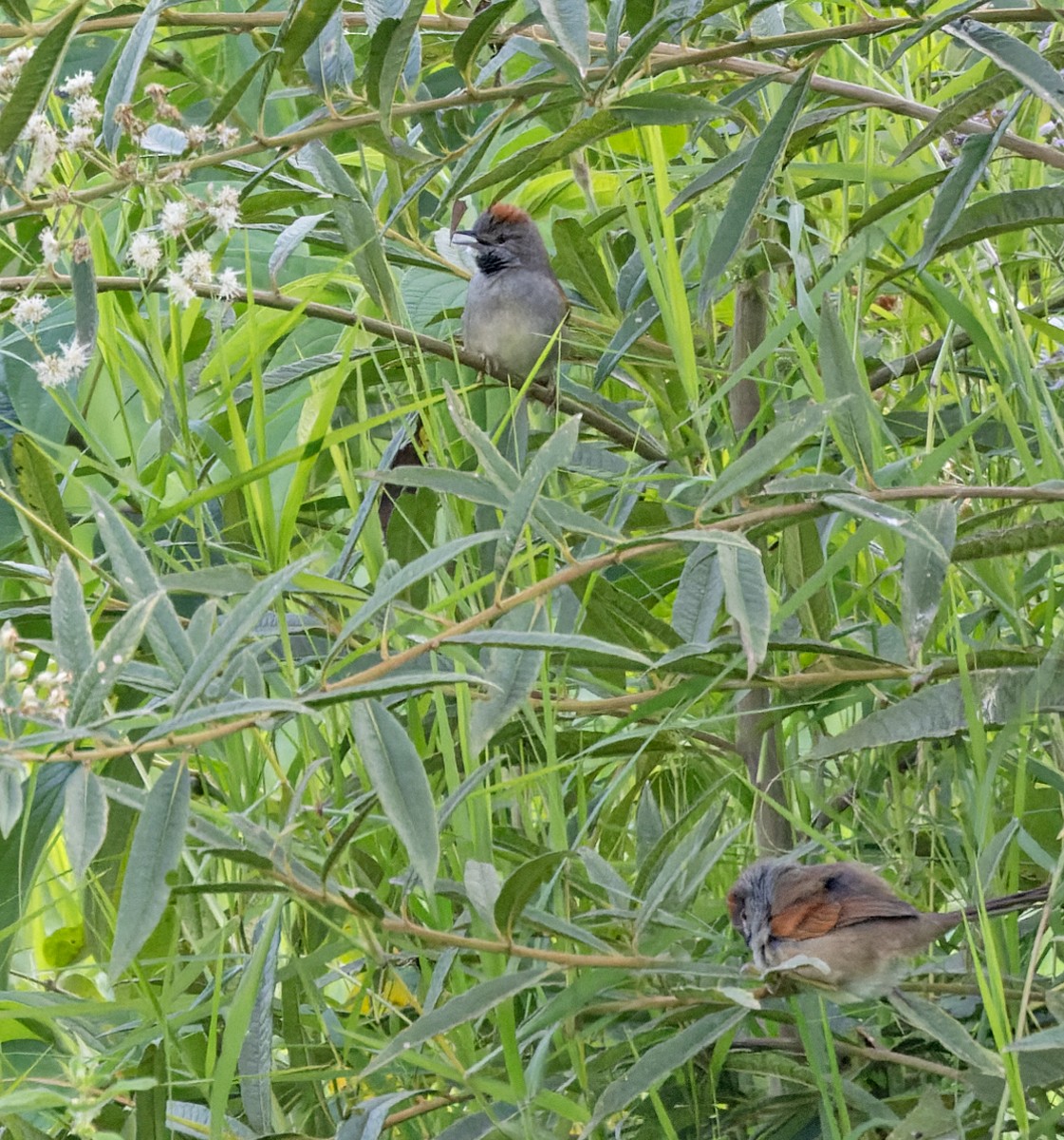 Pale-breasted Spinetail - ML618006611