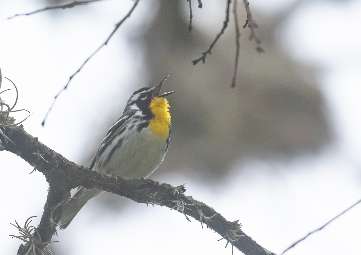 Yellow-throated Warbler - Liam Huber