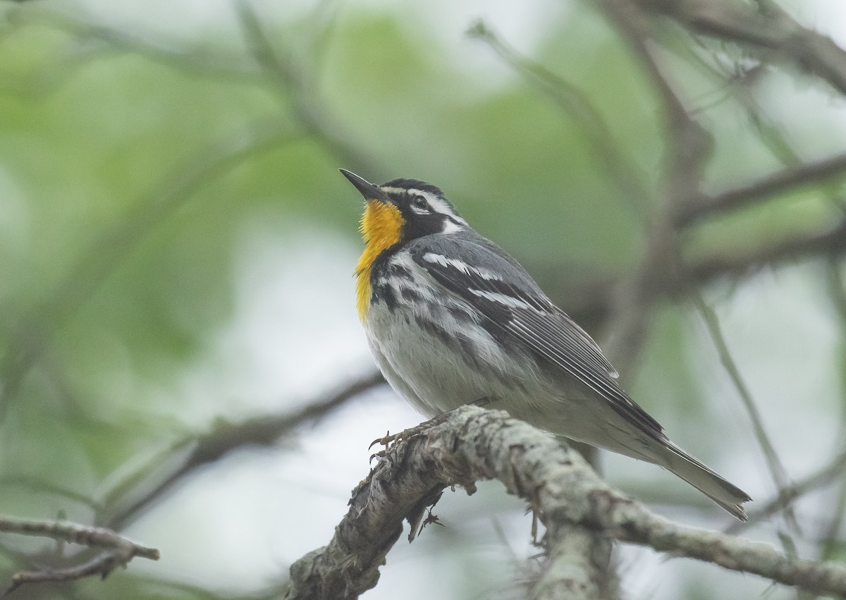 Yellow-throated Warbler - Liam Huber