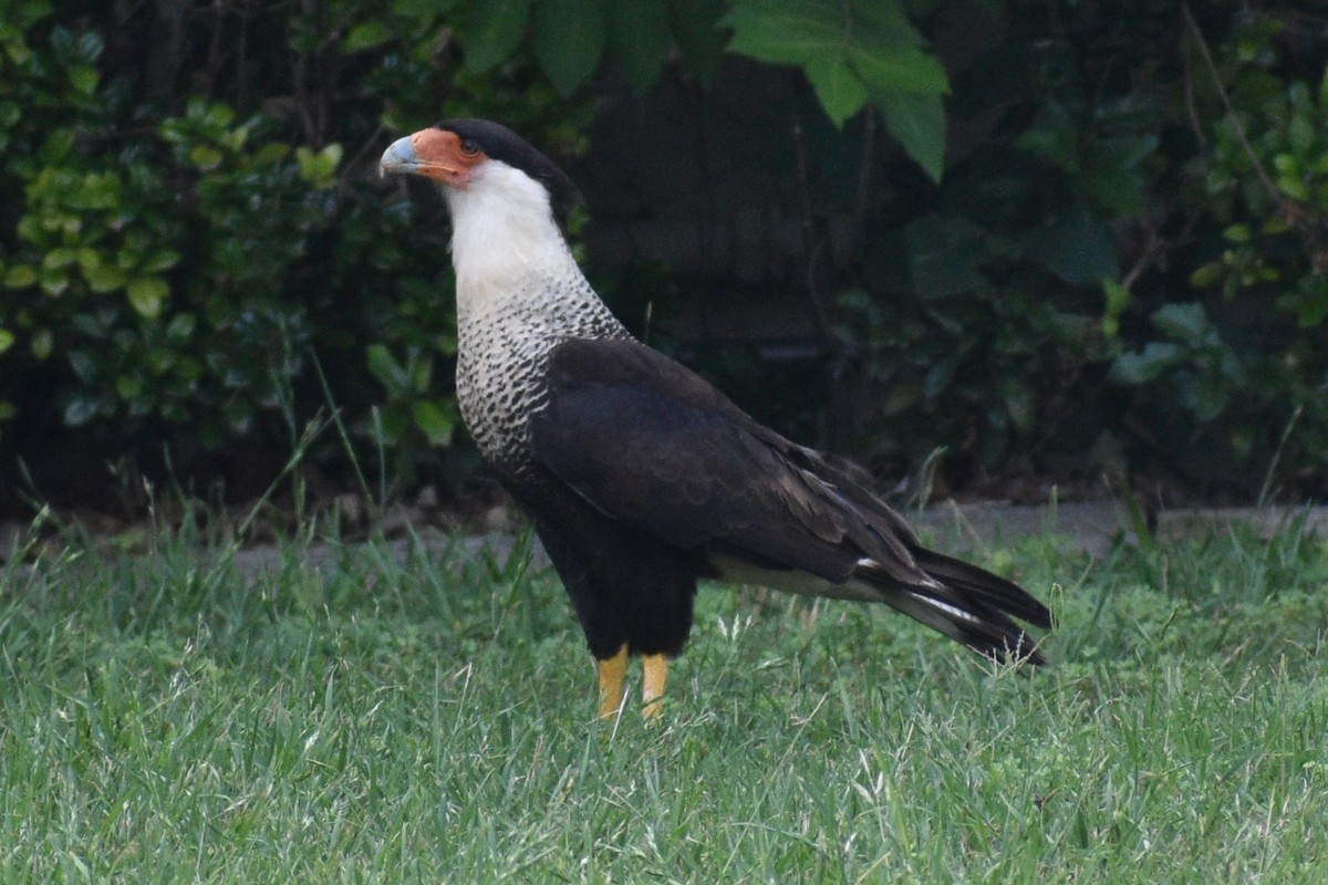 Crested Caracara - Anonymous