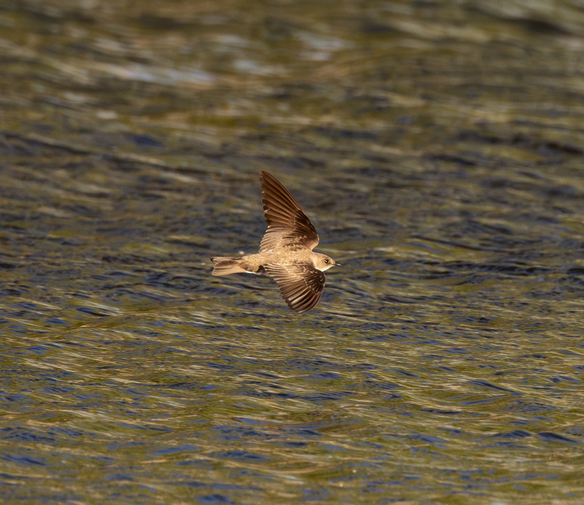 Northern Rough-winged Swallow - ML618006652