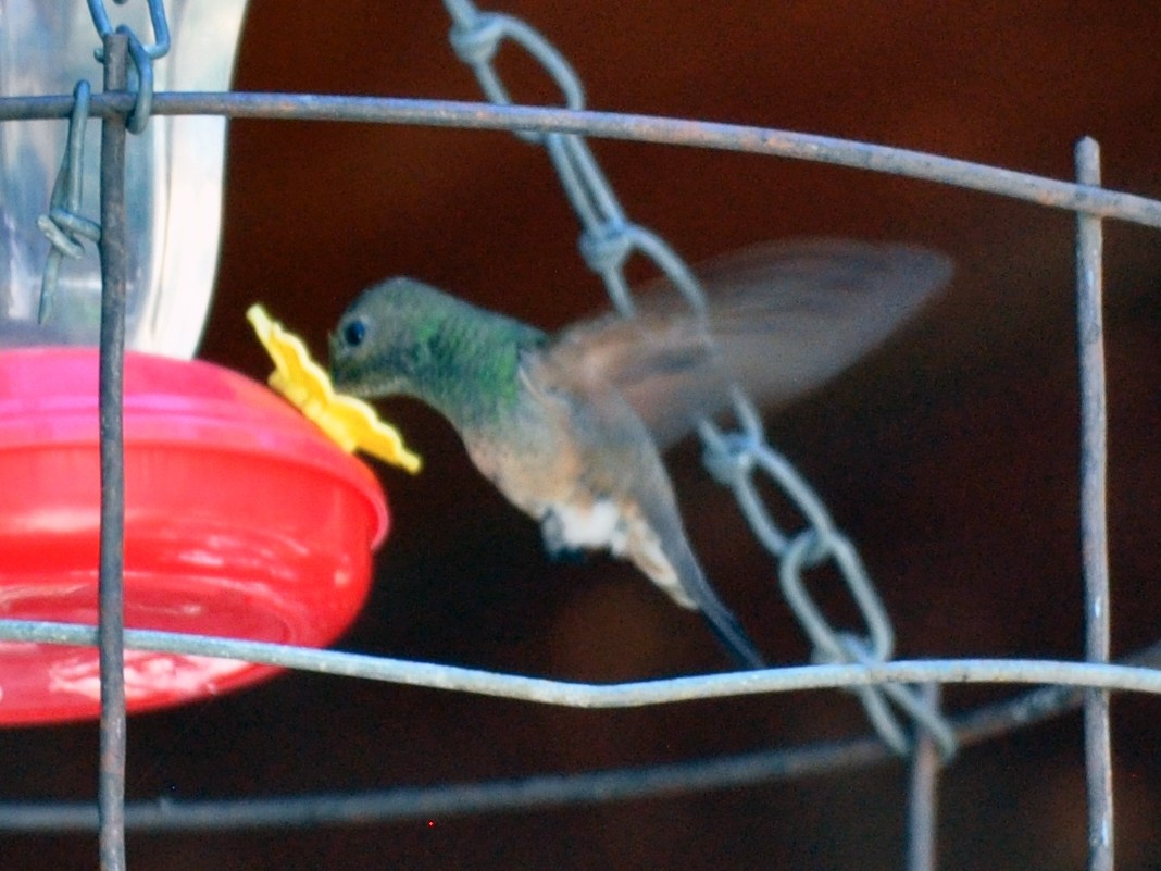 kolibřík mexický - ML618006653