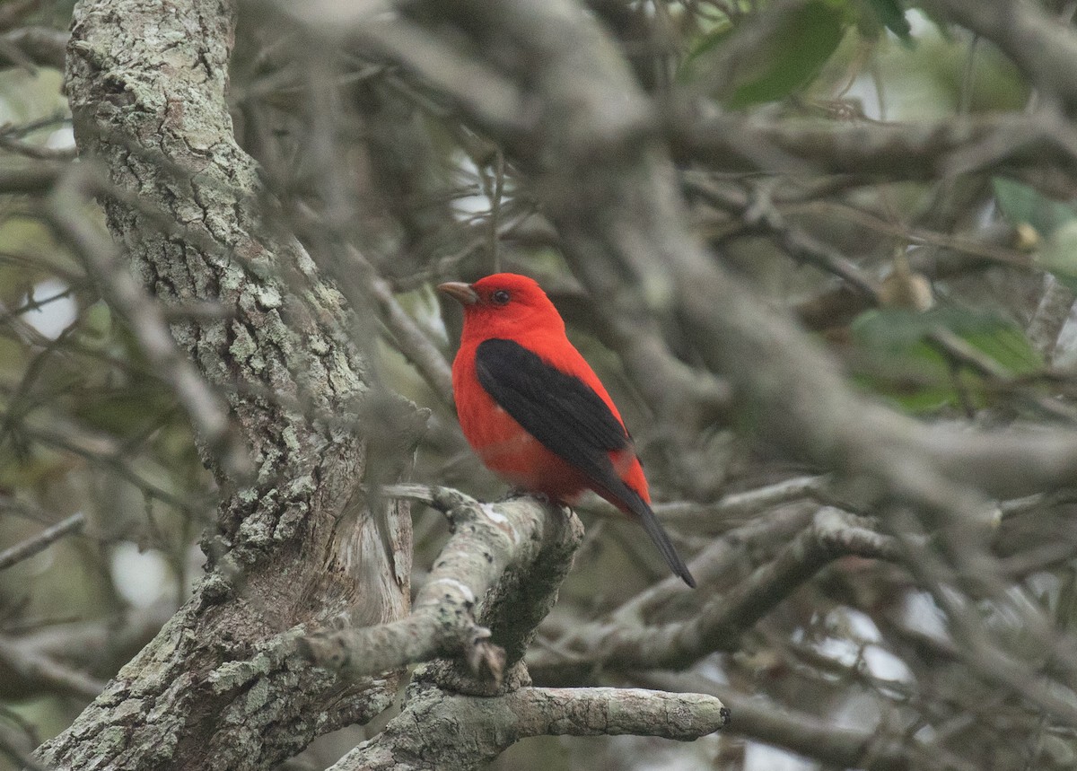Scarlet Tanager - ML618006657