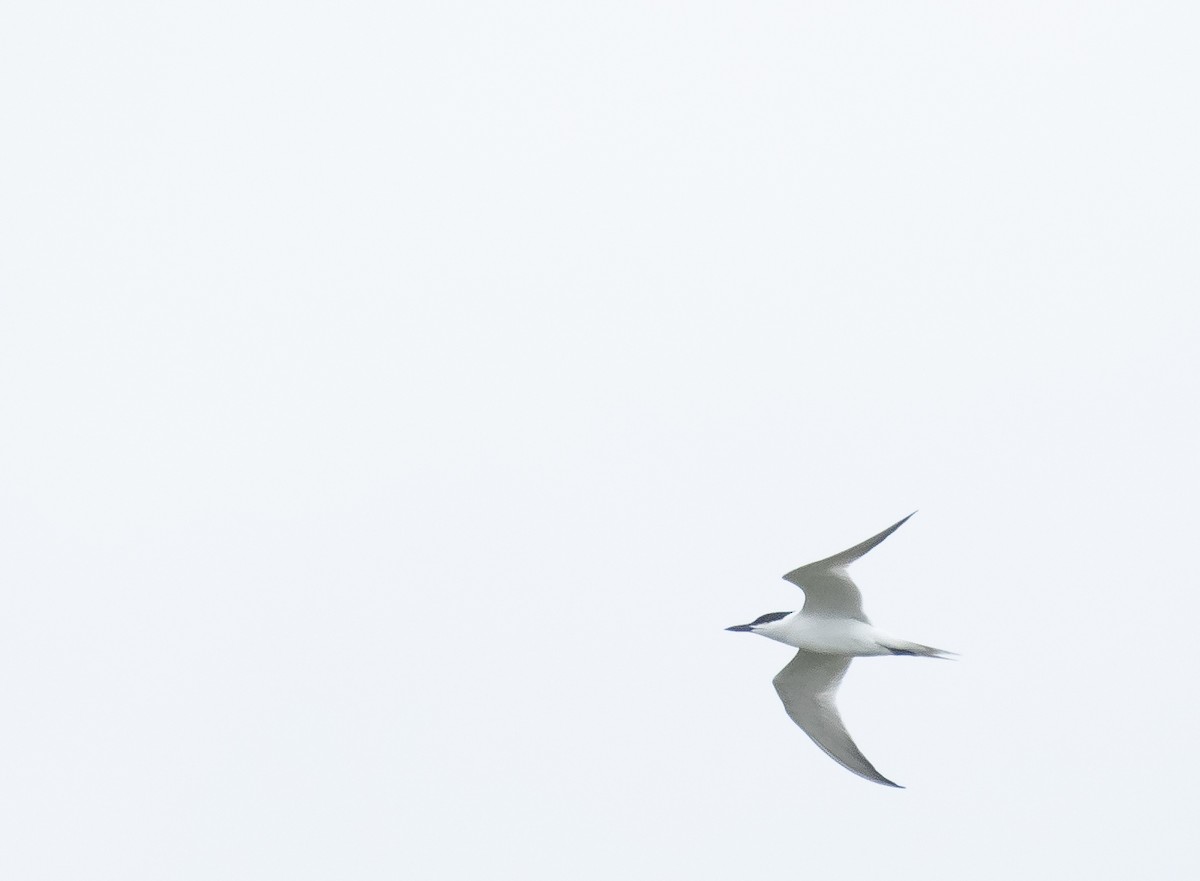 Gull-billed Tern - Liam Huber