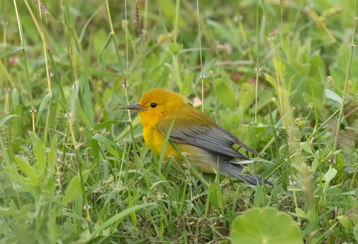 Prothonotary Warbler - Liam Huber