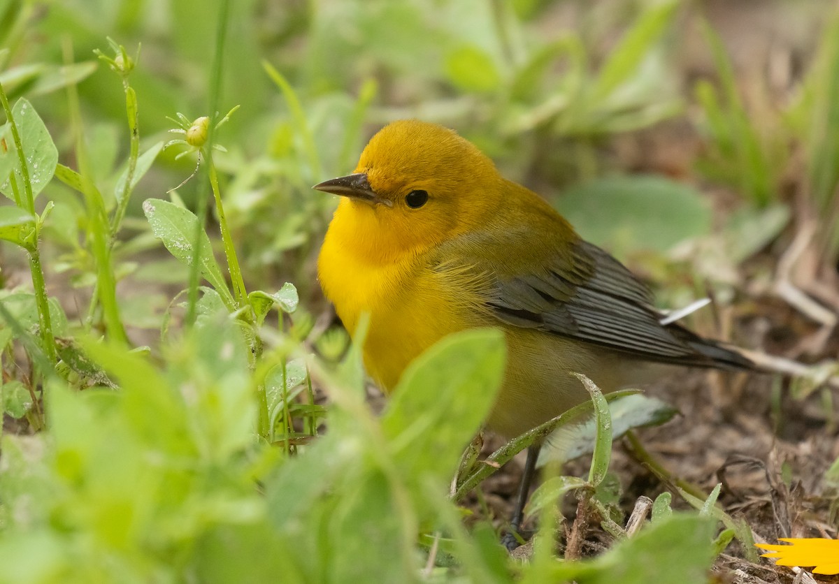 Prothonotary Warbler - ML618006671
