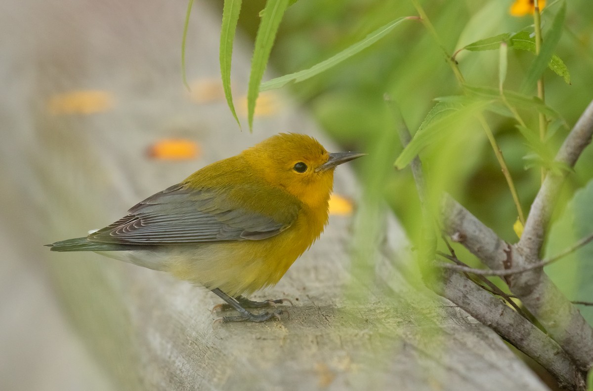Prothonotary Warbler - ML618006672