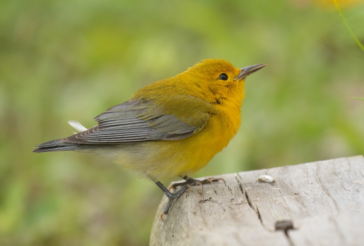 Prothonotary Warbler - ML618006673