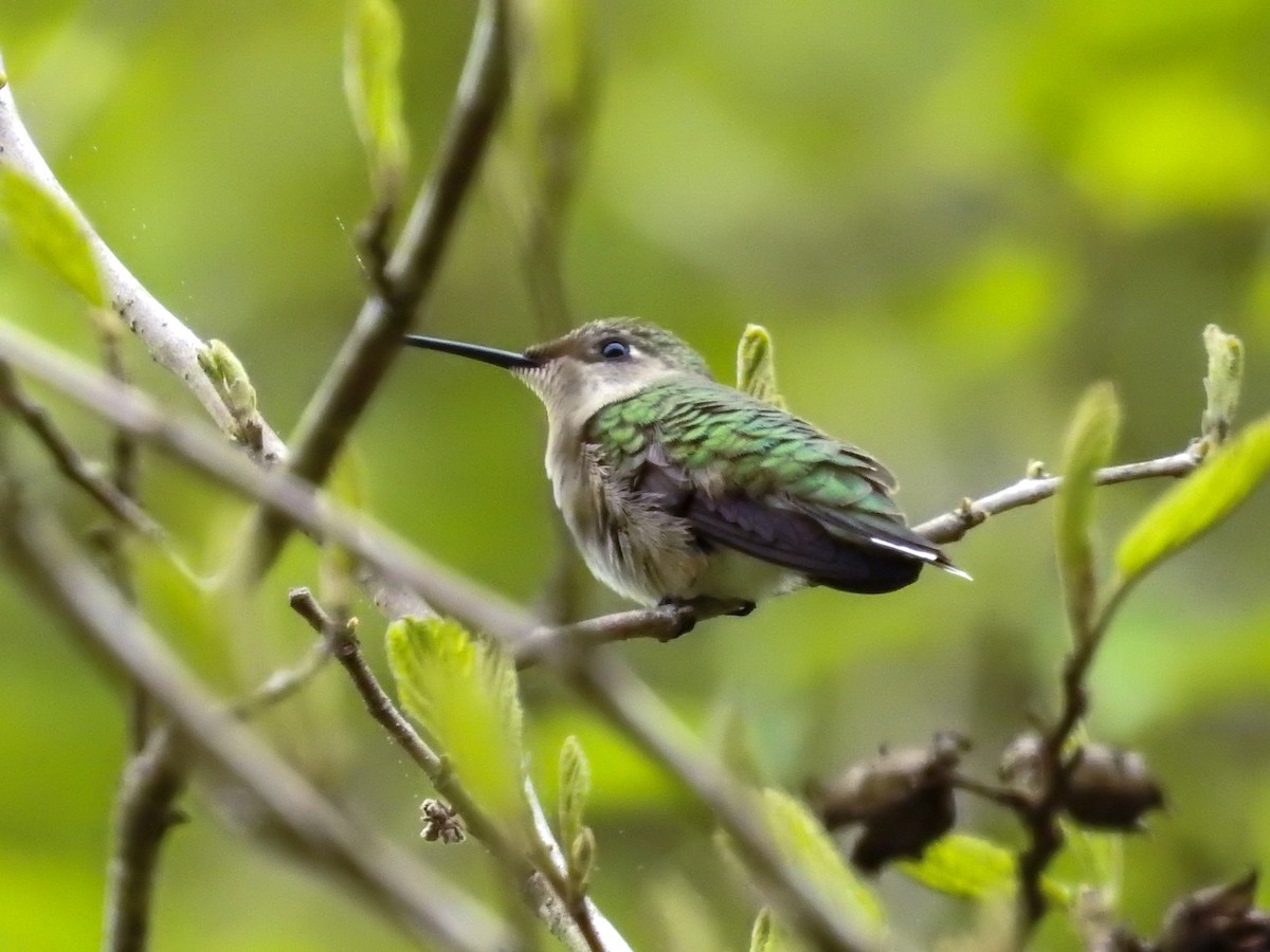 Ruby-throated Hummingbird - Tammy Bright