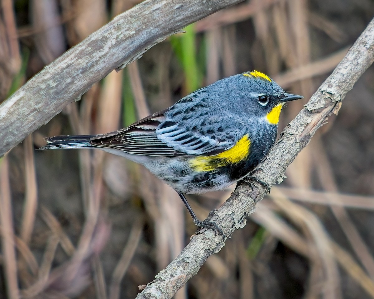 Yellow-rumped Warbler (Audubon's) - Frank Letniowski
