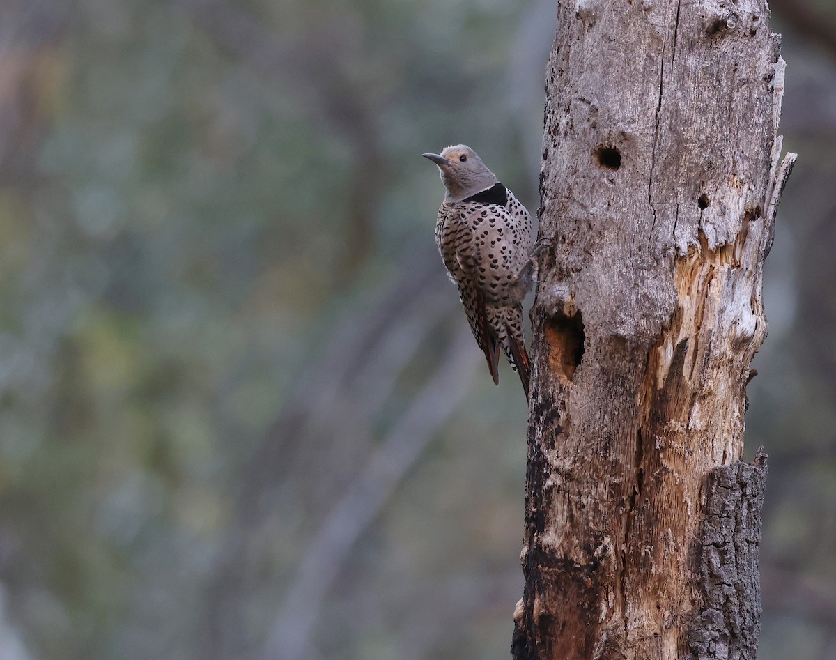 Northern Flicker - Andy Gee