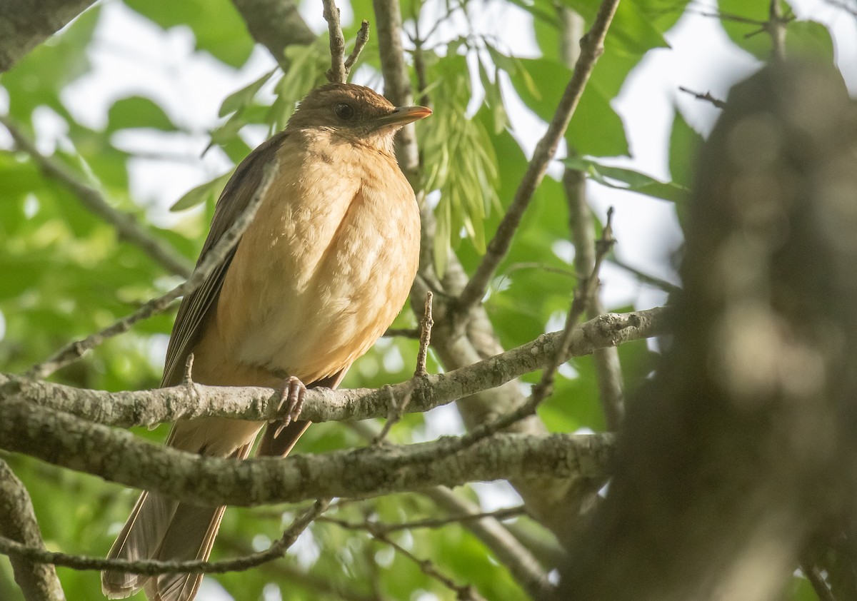 Clay-colored Thrush - Liam Huber