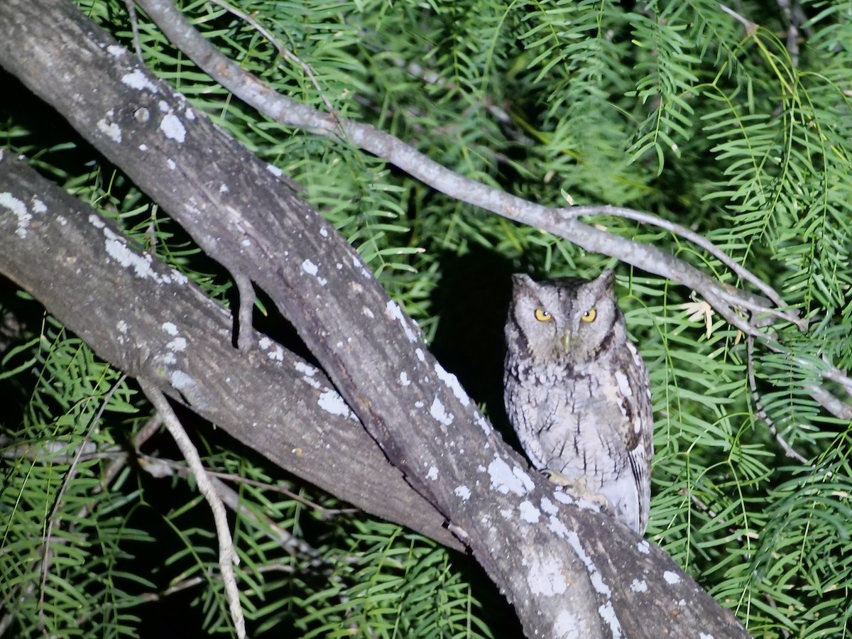 Eastern Screech-Owl (McCall's) - ML618006720