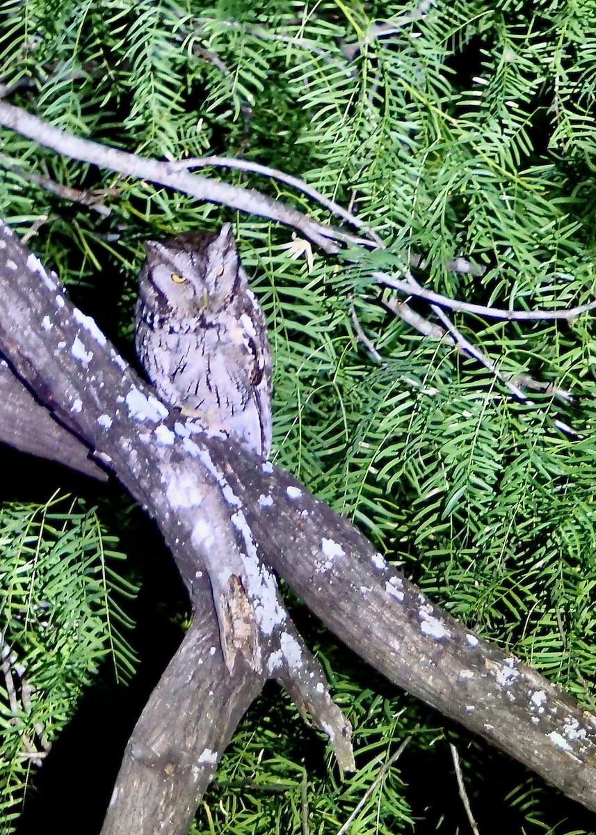 Eastern Screech-Owl (McCall's) - ML618006725