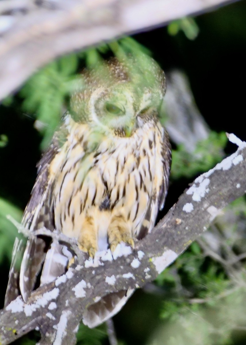 Mottled Owl - Mark W11 Kulstad