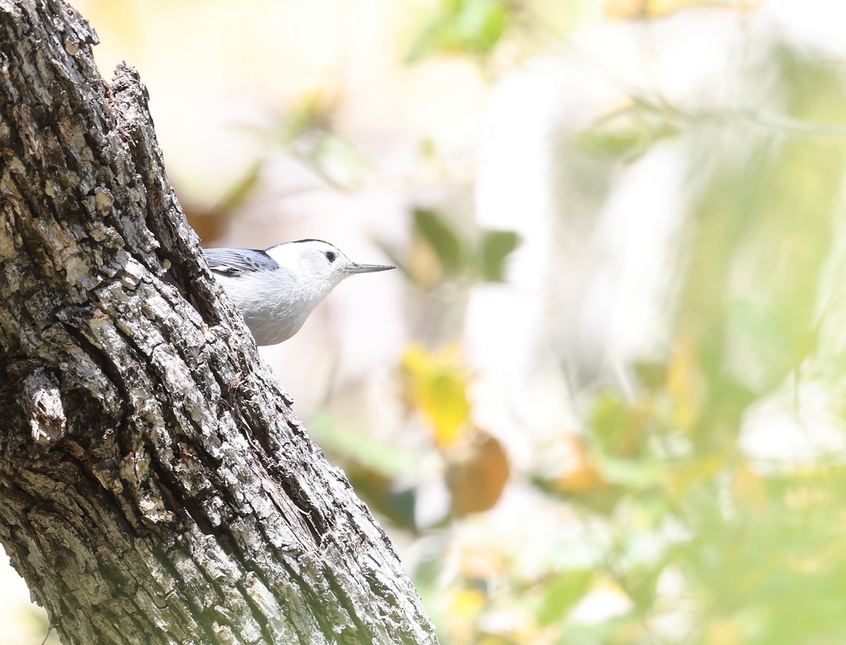 White-breasted Nuthatch - Andy Gee