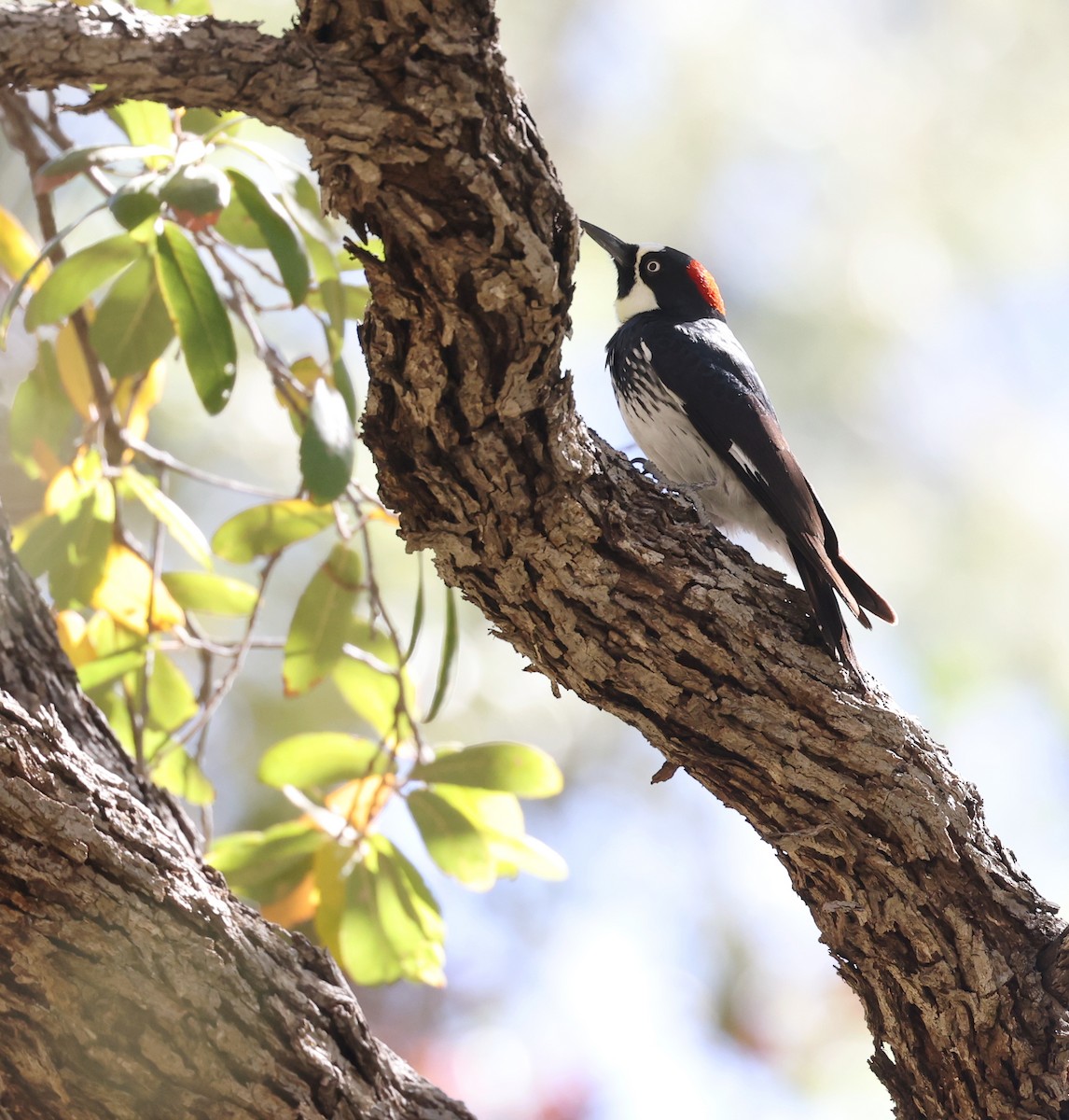Acorn Woodpecker - ML618006749