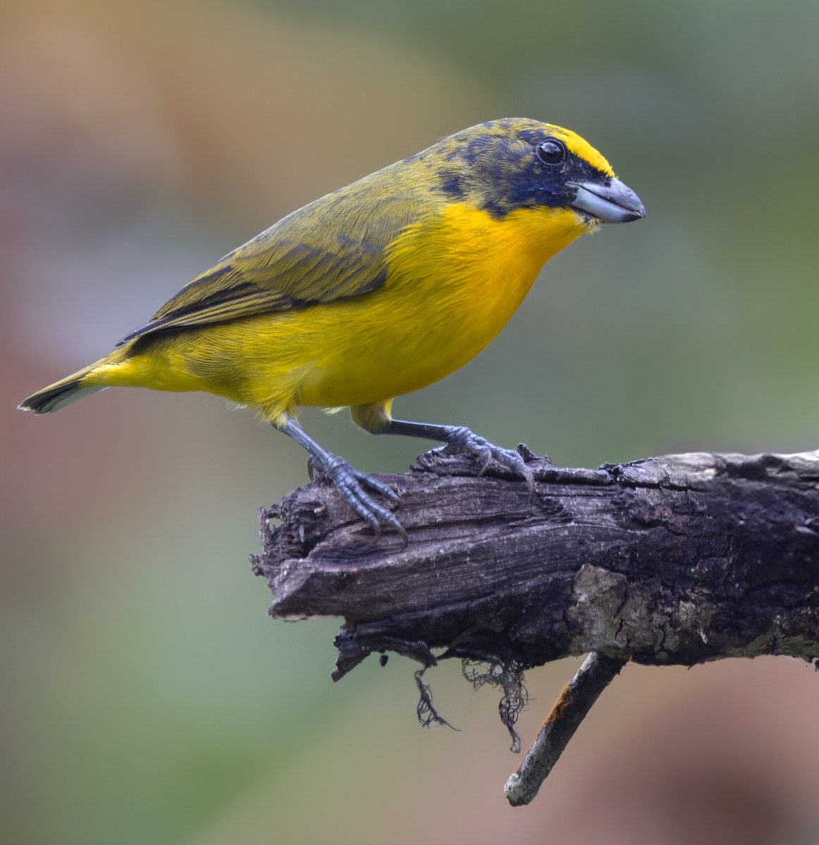 Thick-billed Euphonia (Black-tailed) - Lars Petersson | My World of Bird Photography
